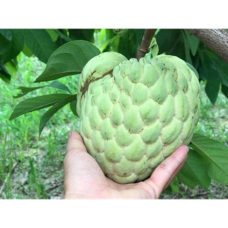 Combo 2 cây giống na Thái 90k