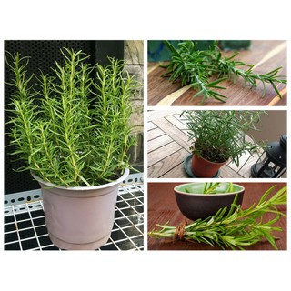 Hạt giống hoa Hương thảo dễ trồng Rosemary seeds