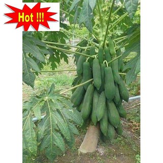 Gói 20 / 50 / 100 Hạt giống Đu đủ Punket Quả dài (Thái Lan)