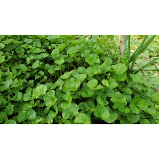 Rau má lá nhỏ