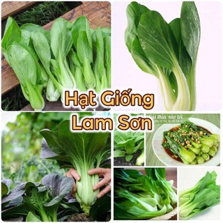 HẠT GIỐNG CẢI THÌA ( CẢI CHÍP XANH ) - Loại Rau Sạch, Giòn Ngon.