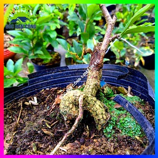 Mai Cúc Bonsai Mini