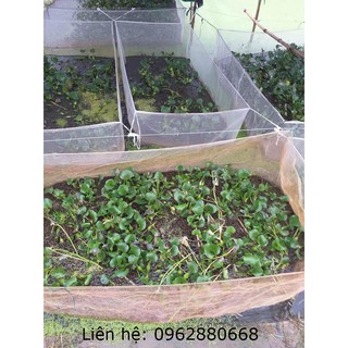 Tráng lưới nuôi ốc nhồi