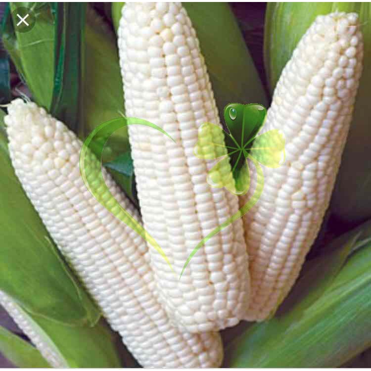 Hạt giống bắp nếp trắng dẻo - gói 100 gram