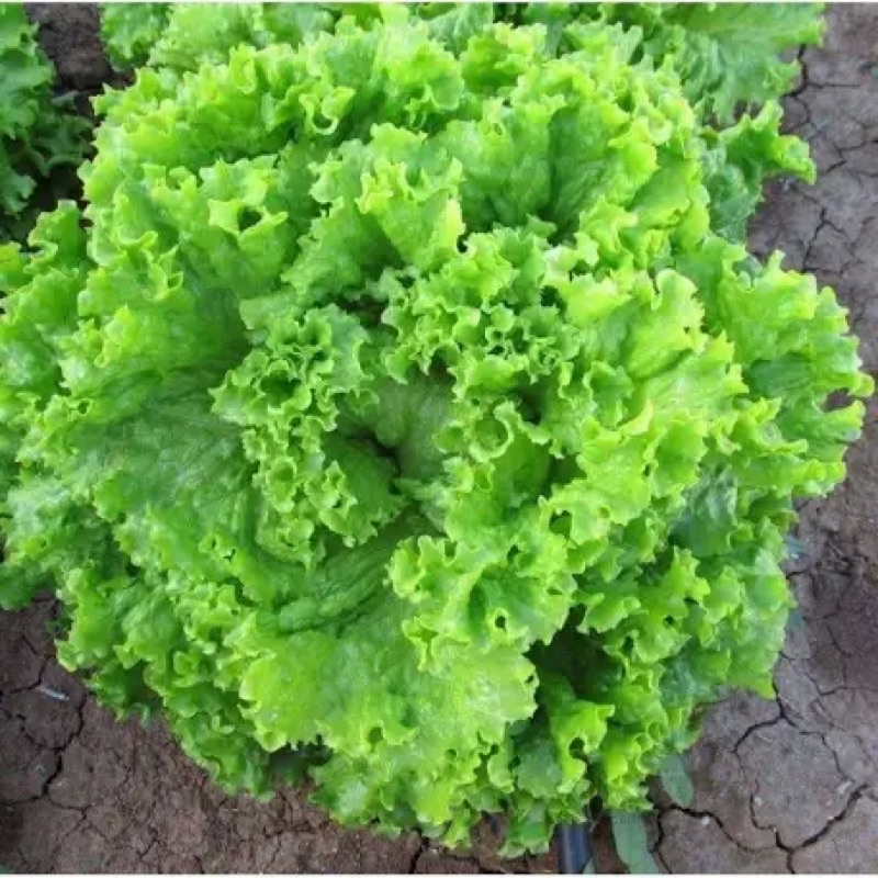 Hạt Giống Xà Lách Xoăn Xanh