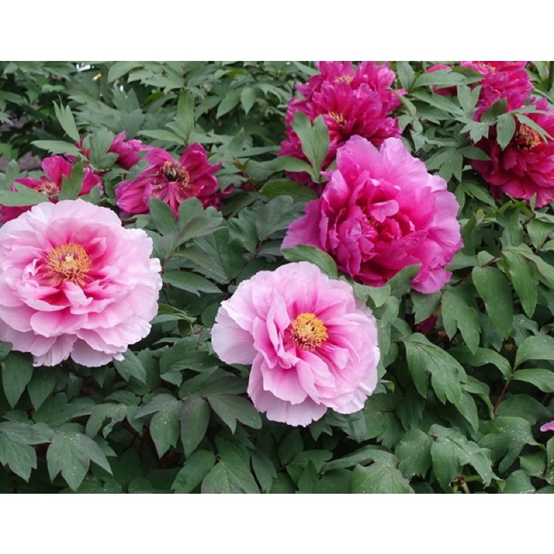 Hạt giống Hoa Mẫu Đơn Mix Cánh Kép - 10 hạt - nảy mầm 80%