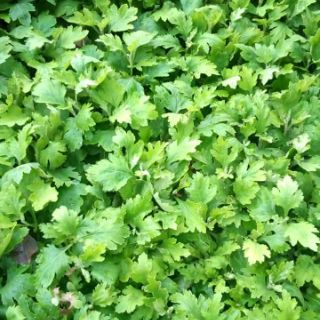 3 cây giống hoa cúc rủ