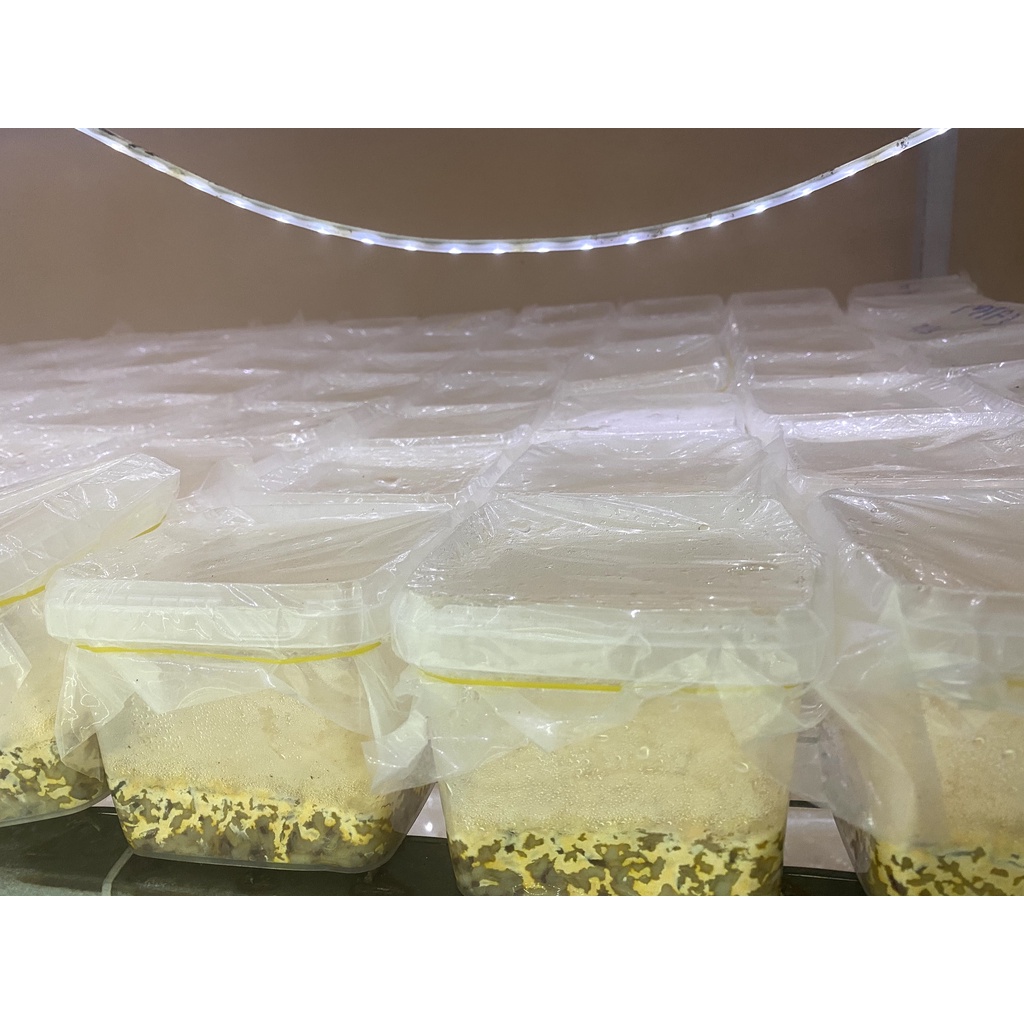 (500gr) Đế Đông Trùng Hạ Thảo MMG Thái Lát | BigBuy360 - bigbuy360.vn