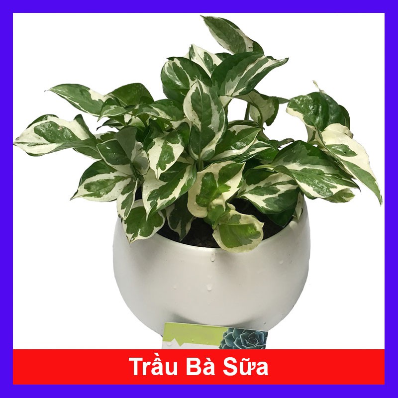 Cây Trầu Bà Sữa - Cây cảnh mini