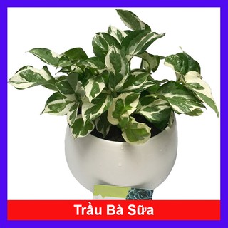 Cây Trầu Bà Sữa - Cây cảnh mini