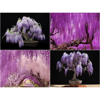 HẠT GIỐNG HOA TỬ ĐẰNG