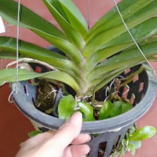 Hoa phong lan đai châu bò sữa khủng