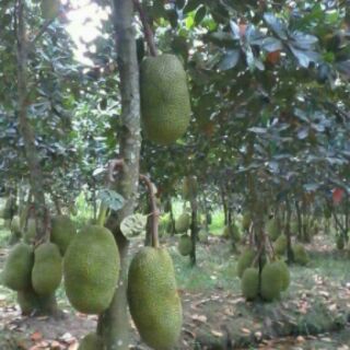 Cây mít thái choai ( cây nhỡ)