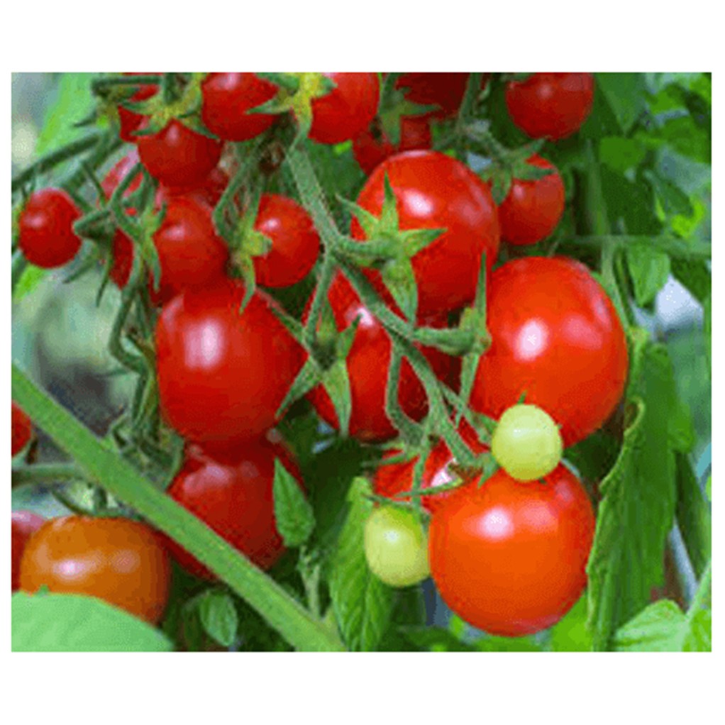 Hạt giống Cà chua bi chùm IDYII (cây cao)