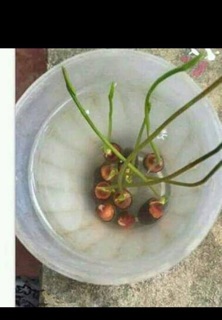 Hạt sen Nhật 100k/10 hạt