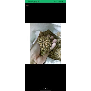 Hạt Đại Mạch cho Thú Cưng