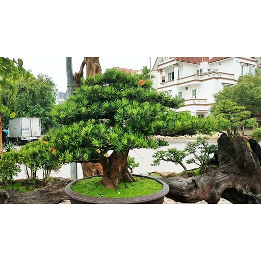 🌱Mua 5 Tặng 1🌱Giống Cây Tùng La Hán - Vạn Niên Tùng Bonsai, Cây cao 40-50cm, 2 năm tuổi