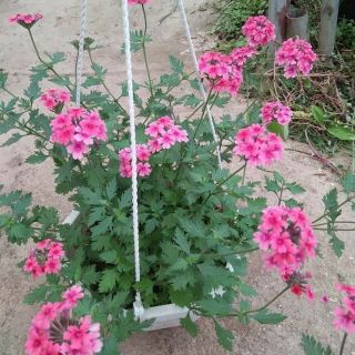 Cúc indo giỏ treo để ban công siêu đẹp