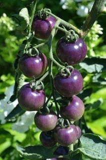 Hạt giống cà chua tím (purple tomato) - HGNK