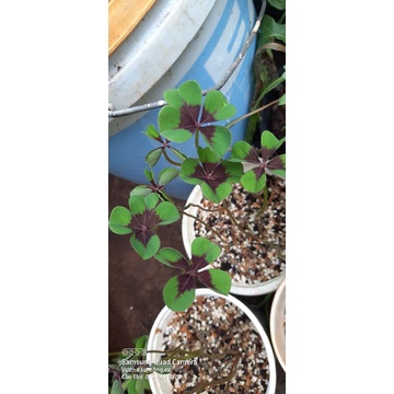 Củ oxalis iron cross