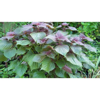 Hạt giống cây tía tô - Tặng gói hạt giống ngẫu nhiên