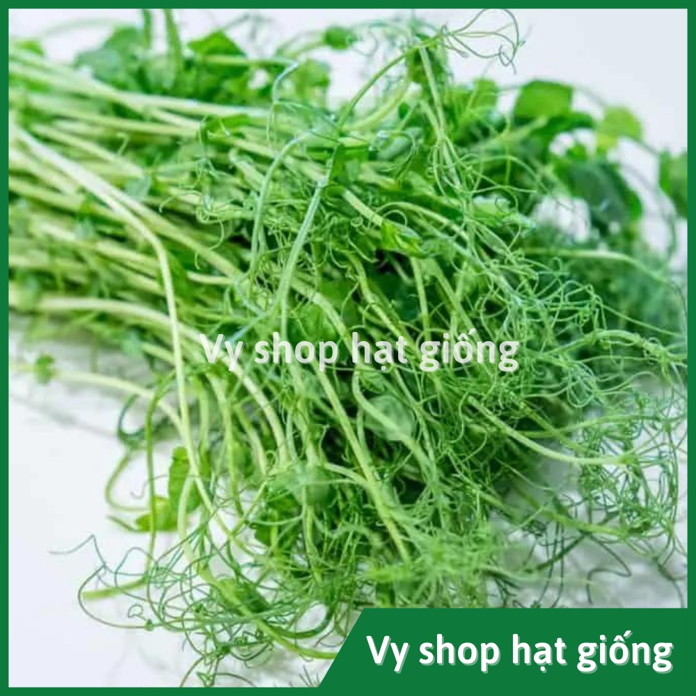 Hạt giống rau mầm đậu Hà Lan thân leo Thái Lan gói 60 hạt
