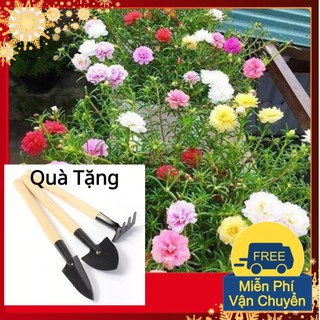 Hạt Giống Hoa Mười Giờ Mỹ Kép Mix Tặng Bộ Dụng Cụ Mini Trồng Cây Tặng Bộ Dụng Cụ Mini Trồng Cây