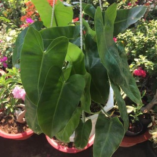 Cây trầu bà tỷ phú , cây đẹp, giống chuẩn