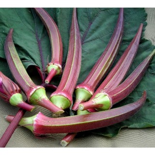 Hạt giống Đậu bắp Cao sản - Gói 20 hạt