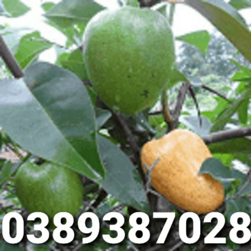 trái bình bát xanh 1kg