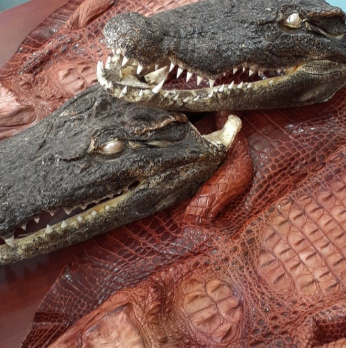 Cá sấu trưng bày nguyên con