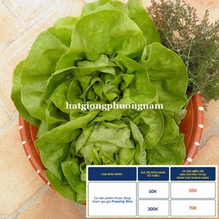 2GR - HẠT GIỐNG XÀ LÁCH BÚP MỠ (ĐĂM)