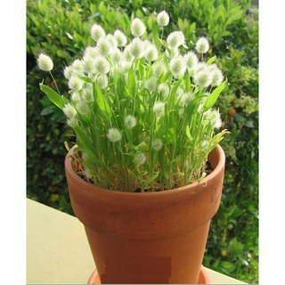 Hạt giống cây cỏ đuôi thỏ { gói 100 hạt }