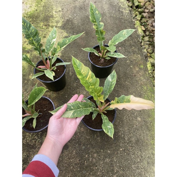Chậu cứng Philodendron ring of fire var