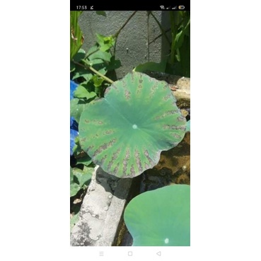 Thuốc trừ bệnh phấn trắng, ghẻ sẹo, nhện đỏ Kumulus 80WG (1kg)