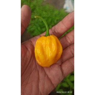 5 hạt ớt HABANERO VÀNG ( LEMON HABANERO)