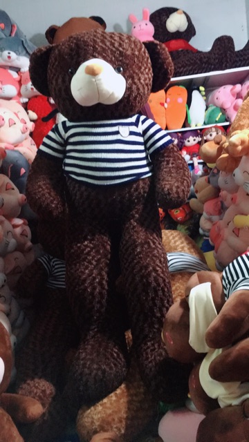 Gấu teddy khổ vải 2m2