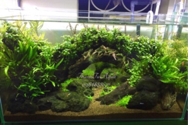 Bể cá thủy sinh