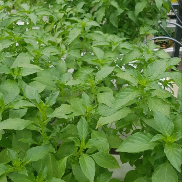 Hạt Giống Lá É Trắng/ Rau Thơm Sả (2GR) - Dễ Trồng, Thơm Ngon - MUA 3 TẶNG 1 CÙNG LOẠI