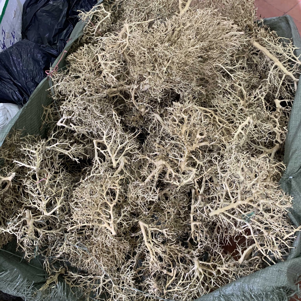 50Gr Lũa Xương Chùm Tán Quýt - Dùng Làm Tán Bonsai Trong Bể Thủy Sinh