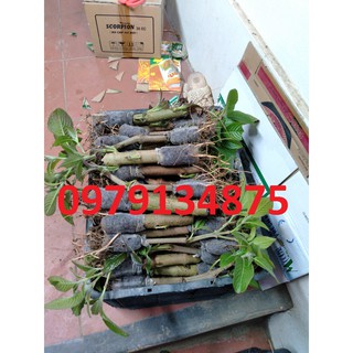 30 cây chè khổng lồ cho chăn nuôi