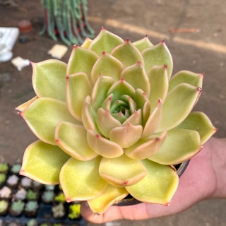 SEN ĐÁ ĐẾ VƯƠNG VÀNG 8-12cm