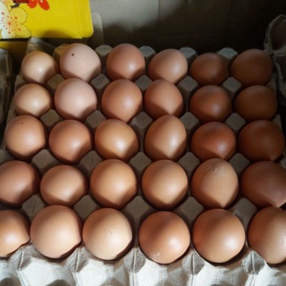 Combo 10 trứng gà công nghiệp