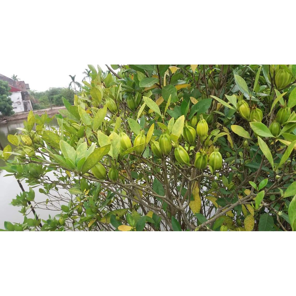 Hạt dành dành tạo màu vàng chanh cho thực phẩm - túi 500gr