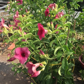 Cây hoa Huỳnh anh