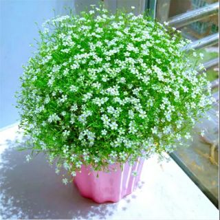 Gói 100 Hạt giống hoa baby mix màu