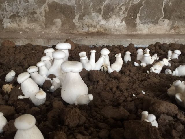 Phôi nấm đùi gà | BigBuy360 - bigbuy360.vn