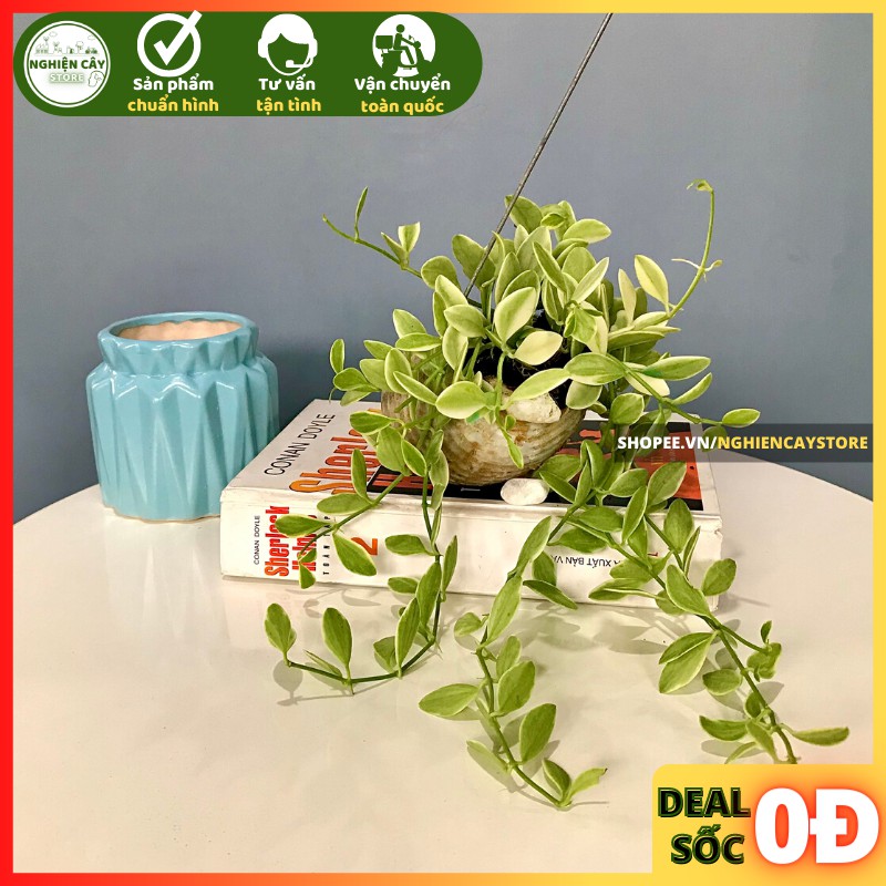 Cây Lan hạt dưa vỏ ôc treo ban công, cửa sổ xanh mát, may mắn