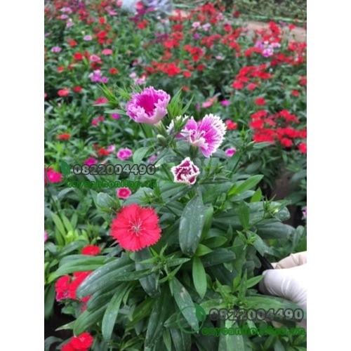 Gói 200 Hạt Giống Hoa Cẩm Chướng Mix Full Màu