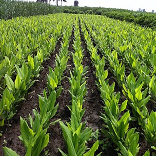 Tinh Bột Nghệ (tinh bột nghệ nhà làm)
